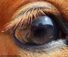 Άλογο μάτι